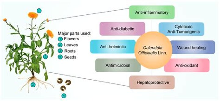 Discover The Multifaceted Marlo Kelly: Insights And Uncovered Gems