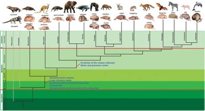 Unlocking The Secrets Of Mammalian Evolution